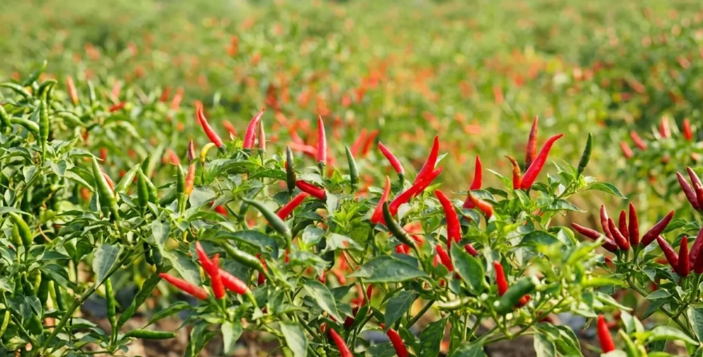 Reliable sourcing and supply of quality chilli pepper for local and international markets.