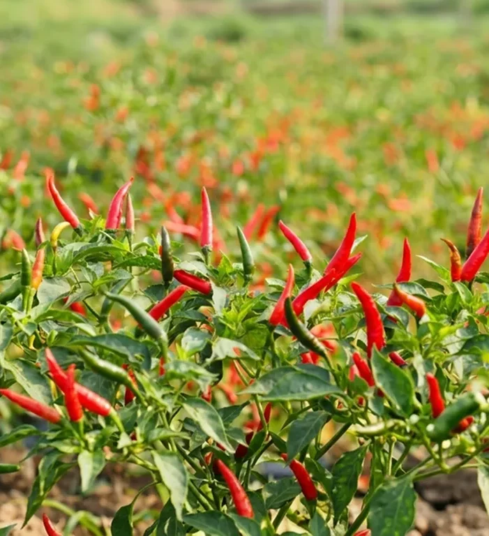 Reliable sourcing and supply of quality chilli pepper for local and international markets.