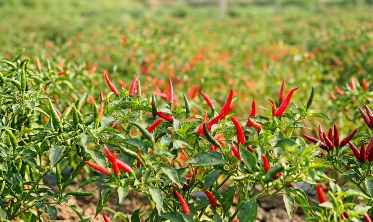 Reliable sourcing and supply of quality chilli pepper for local and international markets.