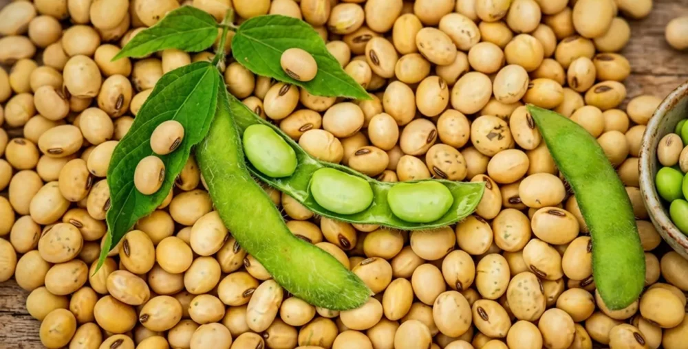 Reliable peanut sourcing and supply solutions for local and international markets.