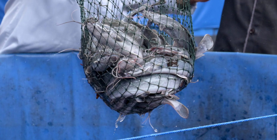Fish Farming