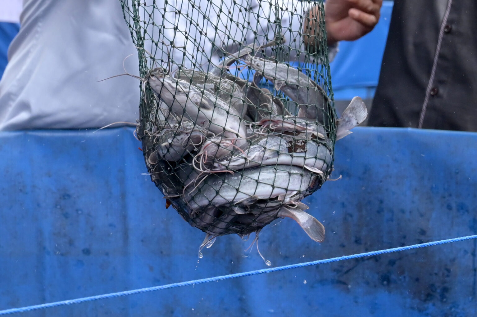 Reliable fish farming solutions for commercial and local markets.