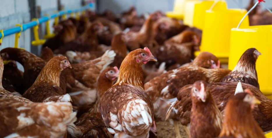 Chicken Meat Supply